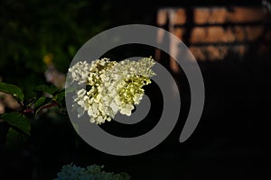 Flowering variety of hydrangea paniculata Vanille Fraise in the Summer garden. Beautiful paniculate hydrangea