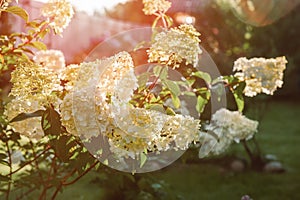 Flowering variety of hydrangea paniculata Vanille Fraise in the Summer garden. Beautiful paniculate hydrangea inflorescences adorn