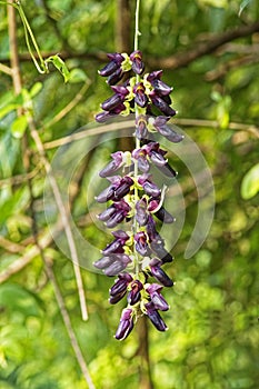 Flowering velvet bean ayurved Medicin Kaunch/mucuna pruriens/ velvet bean/Cowhage/26-November-2010 Karjat