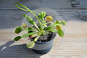 Flowering Venus Flytrap plant