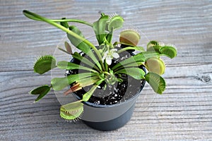 Flowering Venus Flytrap plant