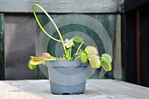 Flowering Venus Flytrap plant