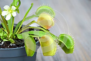 Flowering Venus Flytrap plant. Close up of Dionaea Muscipula in a pot