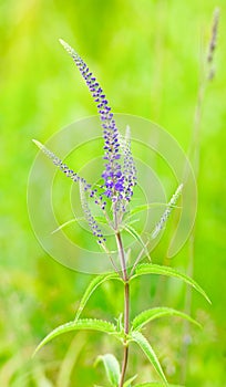 Flowering Veronica longifolia or longleaf speedwell