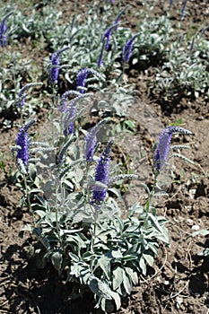 Flowering Veronica spicata incana in May