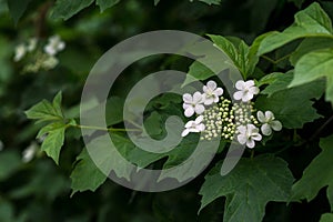 Flowering viburnum family adoxaceae photo