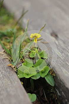 Flowering viola biflora, the arctic yellow violet photo