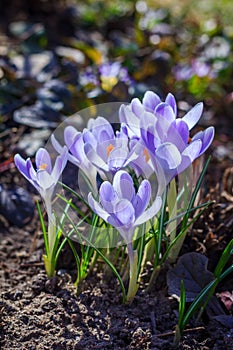 Flowering of violet crocuses