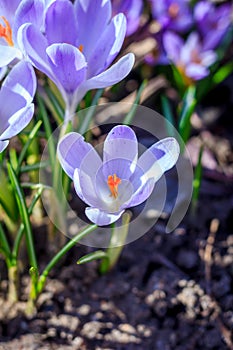 Flowering of violet crocuses