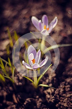 Flowering of violet crocuses