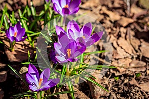 Flowering of violet crocuses