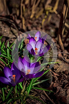 Flowering of violet crocuses