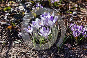 Flowering of violet crocuses