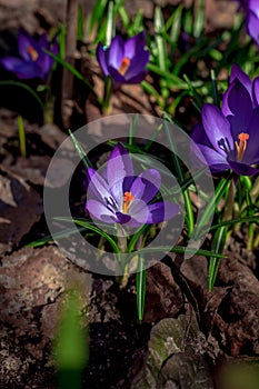 Flowering of violet crocuses