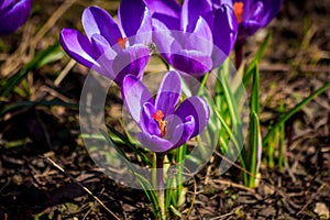 Flowering of violet crocuses