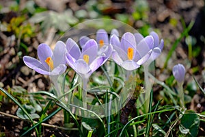 Flowering violet Crocuses under bright sunlight in early Spring forest