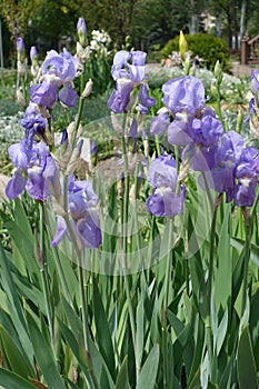 Flowering violet Iris germanica in May