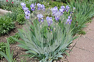 Flowering violet irises in the garden