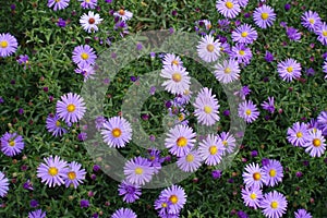 Flowering violet Michaelmas daisies in September