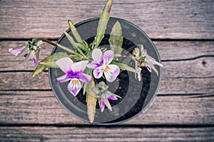 Flowering violets in summer garden. Purple Viola petals on green stem with leaves