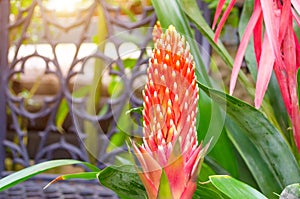 Flowering vriesea plants in thickets of tropical moist forest.