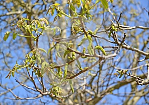 Flowering walnut Juglans regia. Spring