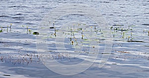 Flowering water flowers: yellow water lilies NÃºphar lÃºtea