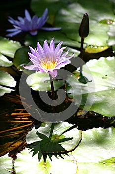 Flowering water lilies