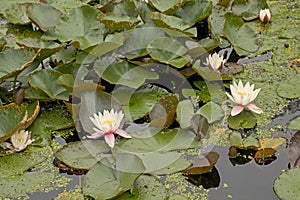 Flowering water lilly in a canal