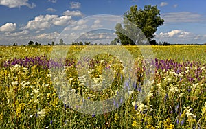 Flowering water meadow. Summer