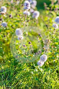 Flowering water mint between the dewy grass