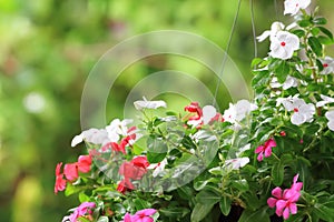 Flowering Watercress photo