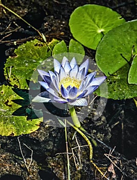 Flowering Waterlillies