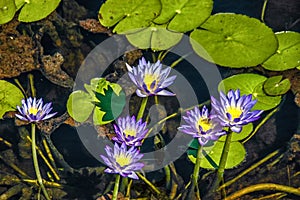 Flowering Waterlillies