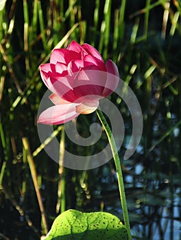 Flowering Waterlillies