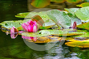 flowering Waterlillies on on the pond