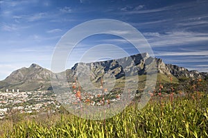 Flowering Watsonias with city of Cape Town and Table Mountain