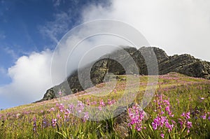 Flowering Watsonias on the slopes of Helderberg Mountain