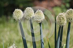 Flowering Welsh onion Allium fistulosum plants in garden
