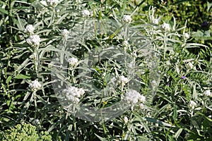 Flowering of Western pearly everlasting or Anaphalis margaritacea in garden. general view of group of plants