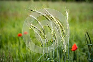 Flowering wheat ears and poppy on field