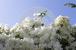 Flowering white bougainvillea