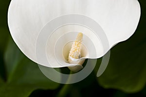 Flowering white calla lily
