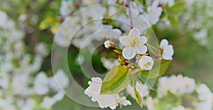 Flowering white Cherry flowers on black background.