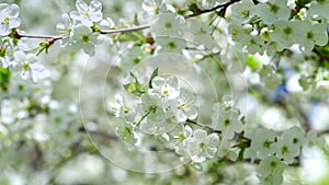 Flowering white cherry tree orchard. Slow motion, spring background.