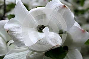Flowering White Dogwood Blossoms in Spring