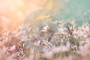 Flowering white flower in meadow - beautiful nature