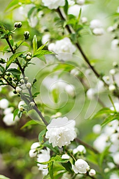 Flowering of white flowers