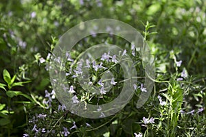 Flowering white flowers rosemary, aromatic and useful plant, background