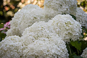 Flowering white large lush round hydrangea blossoms taken on a bright sunny summer day